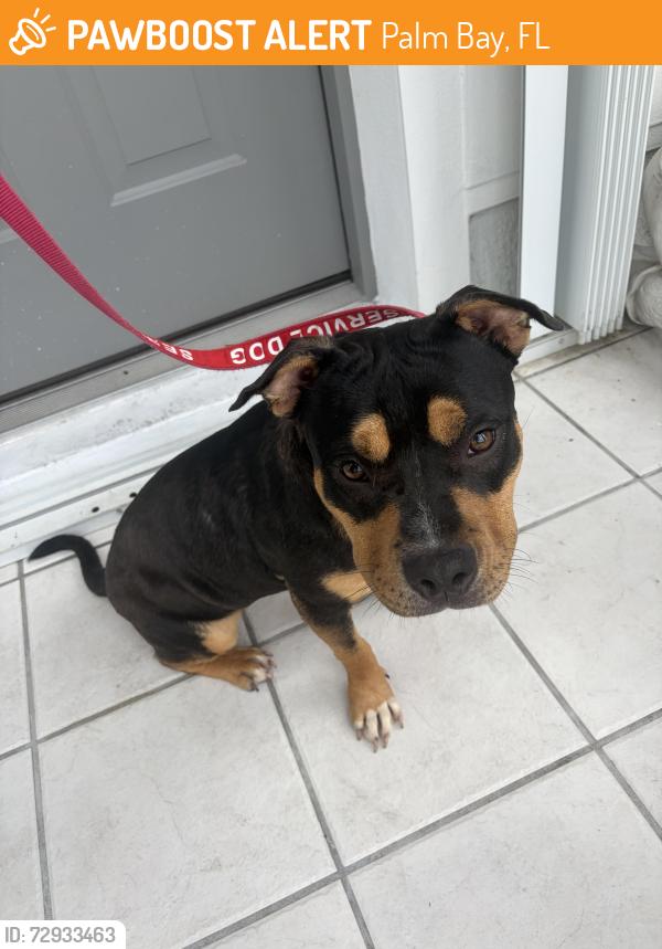 Found/Stray Female Dog last seen Gallagher st , Palm Bay, FL 32908
