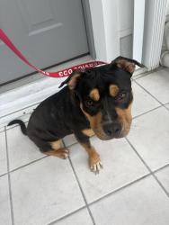 Found/Stray Female Dog last seen Gallagher st , Palm Bay, FL 32908