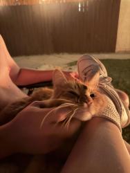 Lost Male Cat last seen Venice Way , Inglewood, CA 90302