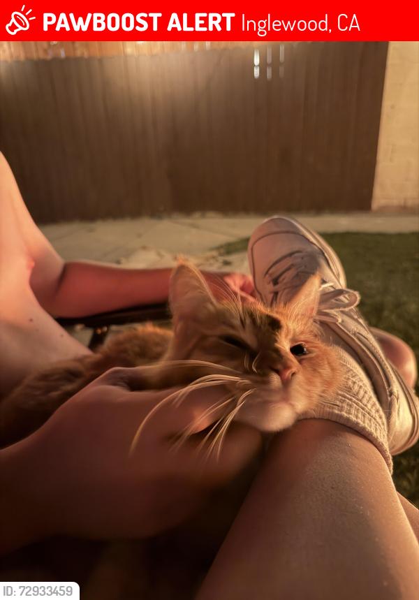 Lost Male Cat last seen Venice Way , Inglewood, CA 90302