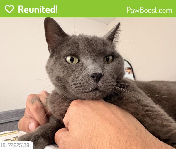 Reunited Male Cat last seen Foothill/Alosta OR Rockvale/Matchwood, Azusa, CA 91702