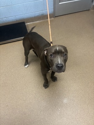 Shelter Stray Male Dog last seen Near Montreal Road East, Tucker 30084, 30084, GA, Atlanta, GA 30341