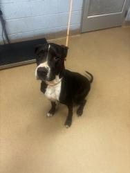 Shelter Stray Male Dog last seen , GA , Atlanta, GA 30341