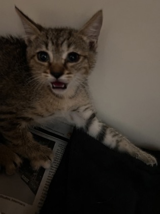 Shelter Stray Female Cat last seen , 30083, GA, Atlanta, GA 30341