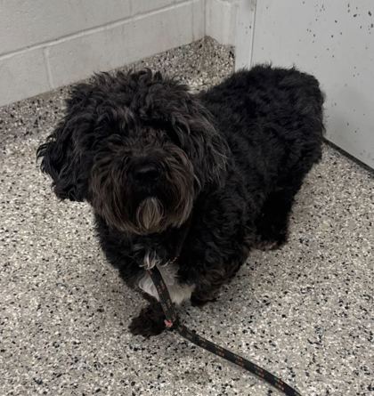 Shelter Stray Male Dog last seen Near N Main Street, 64155, MO, Kansas City, MO 64132