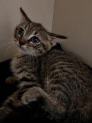 Shelter Stray Male Cat last seen , 30083, GA, Atlanta, GA 30341