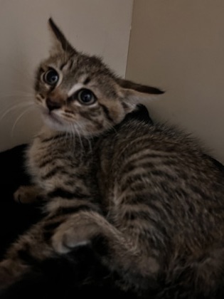 Shelter Stray Male Cat last seen , 30083, GA, Atlanta, GA 30341