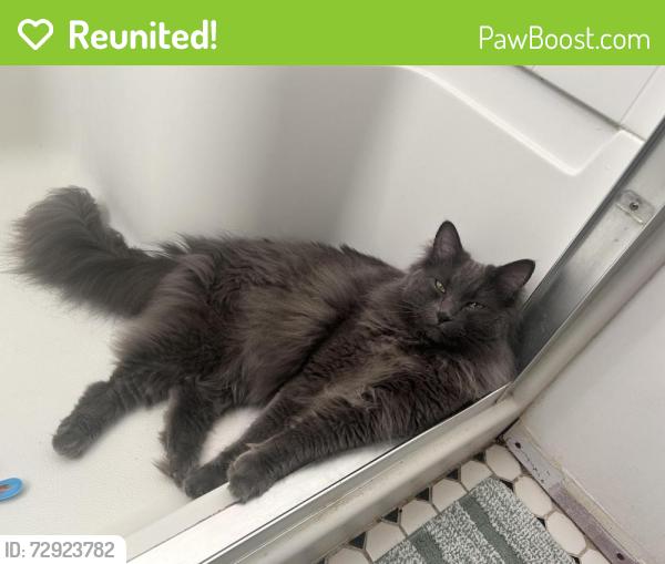 Reunited Male Cat last seen Prospect and Simon , Hayward, CA 94541