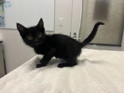 Shelter Stray Male Cat last seen Bruce R Watkins Dr S & E 63rd St, 64130, 64130, MO, Kansas City, MO 64132