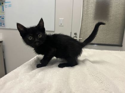 Shelter Stray Male Cat last seen Bruce R Watkins Dr S & E 63rd St, 64130, 64130, MO, Kansas City, MO 64132