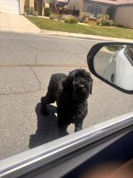 Reunited Male Dog last seen Houstonia and Sherlock, Beaumont, CA 92223