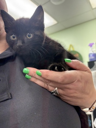 Shelter Stray Female Cat last seen Cleburne, TX , Cleburne, TX 76033