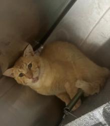 Shelter Stray Male Cat last seen Cleburne, TX 76033, Cleburne, TX 76033