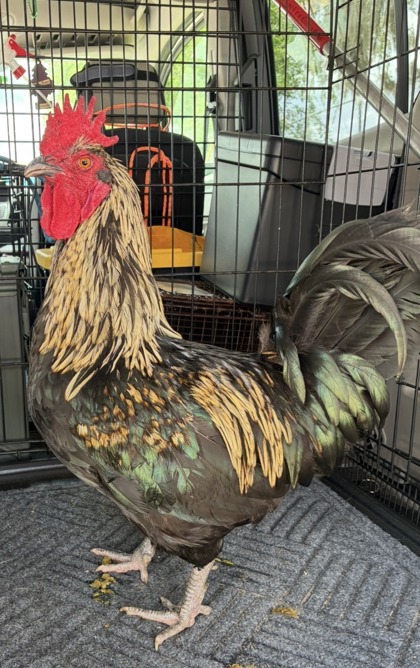 Shelter Stray Male Rooster last seen Homosassa Springs, FL 34446, Inverness, FL 34450