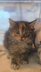 Shelter Stray Female Cat last seen El Paso, TX 79915, Fort Bliss, TX 79906