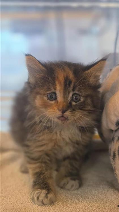 Shelter Stray Female Cat last seen El Paso, TX 79915, Fort Bliss, TX 79906