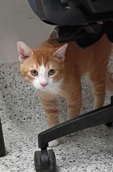 Shelter Stray Male Cat last seen Atlanta, GA 30312, Atlanta, GA 30336