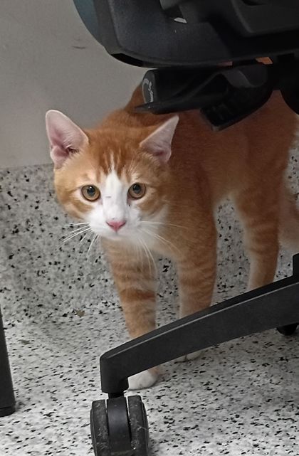 Shelter Stray Male Cat last seen Atlanta, GA 30312, Atlanta, GA 30336