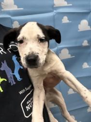 Shelter Stray Male Dog last seen Plainfield Dr. 29624, Anderson County, SC, Anderson, SC 29622