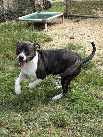 Shelter Stray Female Dog last seen Alvarado, TX 76009, Alvarado, TX 76009