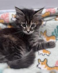 Shelter Stray Female Cat last seen New Bern, NC 28562, New Bern, NC 28562