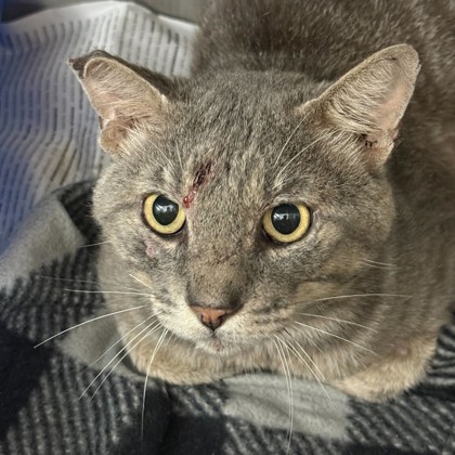 Shelter Stray Male Cat last seen Leona/ Southwest Pkwy, City of College Station, TX, 5359 Leonard Rd, Bryan, TX 77807, USA