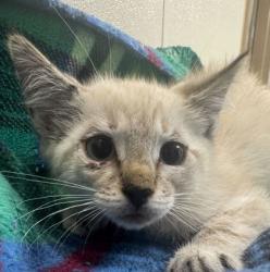 Shelter Stray Male Cat last seen College Station, TX , Bryan, TX 77807