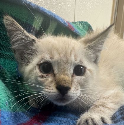 Shelter Stray Male Cat last seen College Station, TX , Bryan, TX 77807