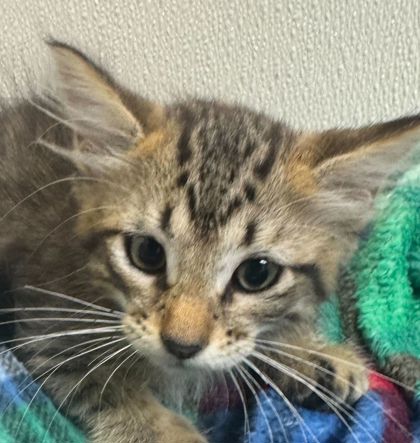 Shelter Stray Male Cat last seen College Station, TX , Bryan, TX 77807