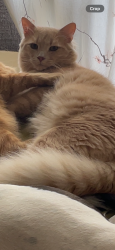 Reunited Male Cat last seen Craig Henry/Sovereign, Ottawa, ON K2G 4M7