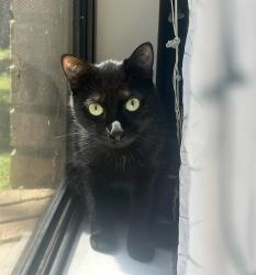 Reunited Female Cat last seen Salters , Deltona, FL 32738