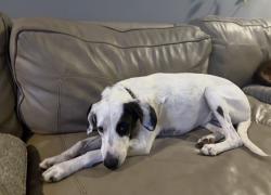 Reunited Female Dog last seen Alameda and Santa Fe near IWA, Corpus Christi, TX 78404