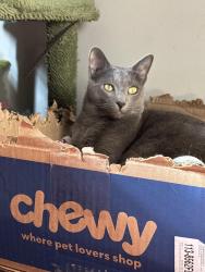 Reunited Male Cat last seen 55th and Pulaski , Chicago, IL 60632