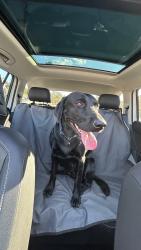 Reunited Female Dog last seen Near Shadow Crest Ct, Montgomery, TX 77356, USA, Montgomery, TX 77356