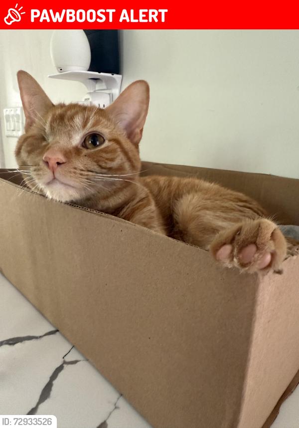Lost Male Cat last seen Hillbrook and Eardley, University Heights, OH 44118