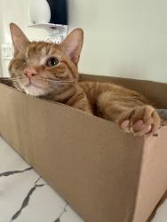 Lost Male Cat last seen Hillbrook and Eardley, University Heights, OH 44118