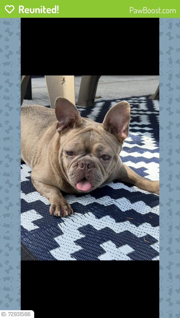 Reunited Female Dog last seen Diagonal from millennium park in Seminole , Seminole, FL 33776