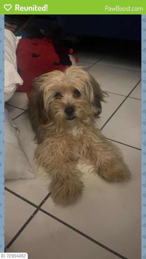 Reunited Female Dog last seen Washington and Marion , Las Vegas, NV 89110