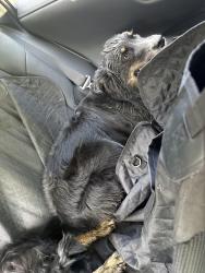 Reunited Female Dog last seen 64th St and 83rd Ave, Snohomish, WA 98290