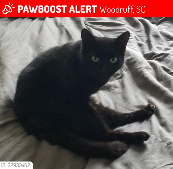 Lost Female Cat last seen Food Lion by 101, Woodruff, SC 29388