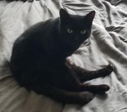 Lost Female Cat last seen Food Lion by 101, Woodruff, SC 29388