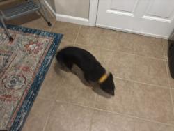 Reunited Female Dog last seen lake dow & upchurch rd, McDonough, GA 30252