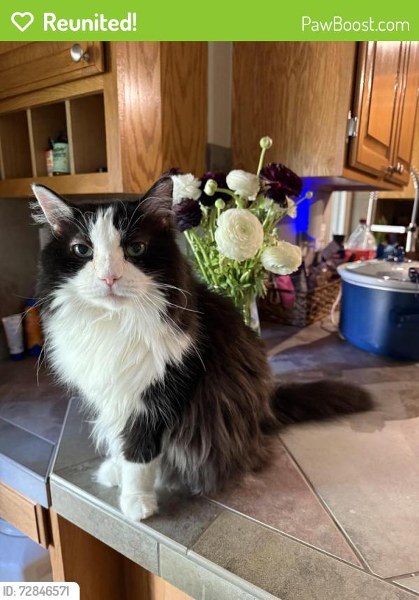 Reunited Female Cat last seen Boise Ave & Park Dr, Loveland, CO 80538