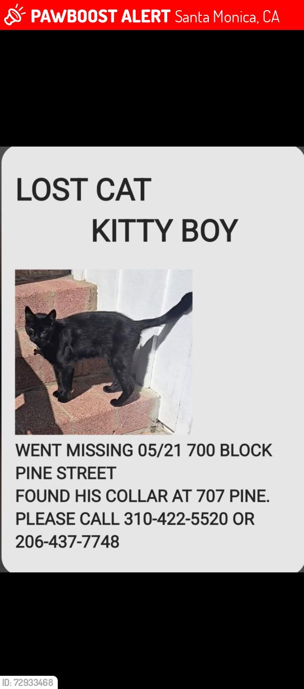Lost Male Cat last seen Lincoln Blvd and Ocean Park, Santa Monica, CA 90405