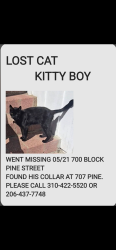 Lost Male Cat last seen Lincoln Blvd and Ocean Park, Santa Monica, CA 90405