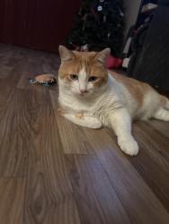 Lost Female Cat last seen Princewood, Pine Ridge, FL 34465