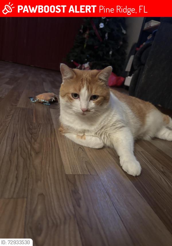 Lost Female Cat last seen Princewood, Pine Ridge, FL 34465