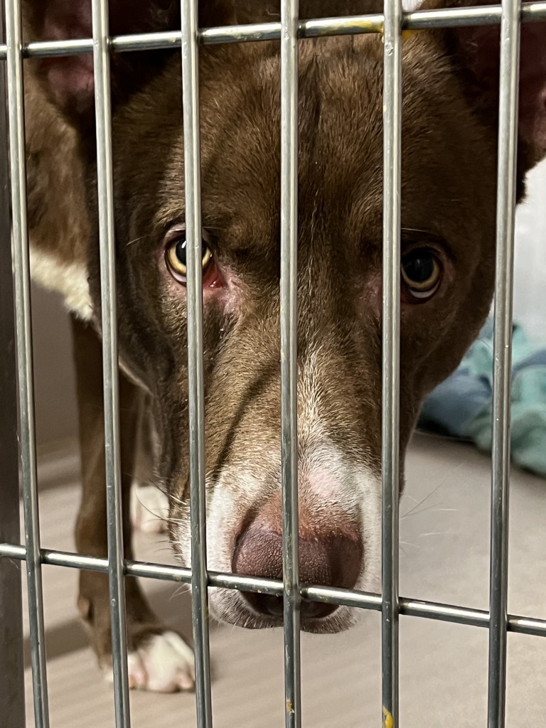 Shelter Stray Male Dog last seen E 228th Street, BRONX, NY, 10466, New York, NY 10029