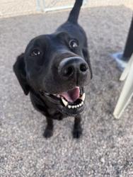 Shelter Stray Female Dog last seen Near Block 8th Avenue S, GREAT FALLS, MT, 59405, Great Falls, MT 59401