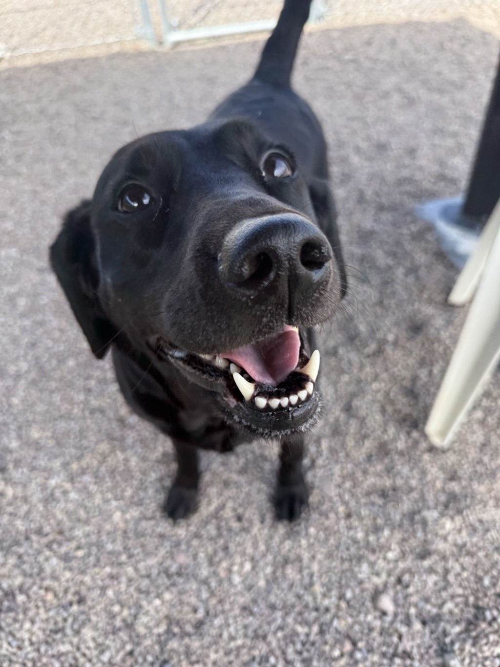Shelter Stray Female Dog last seen Near Block 8th Avenue S, GREAT FALLS, MT, 59405, Great Falls, MT 59401